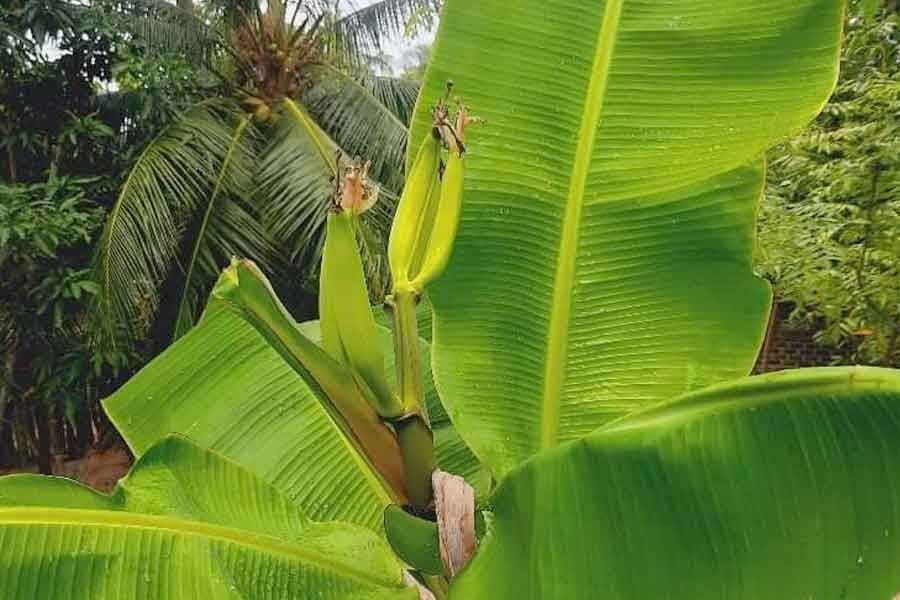 வாழைப்பூ வராமல் வாழை குலை போட்ட அதிசயம்!!