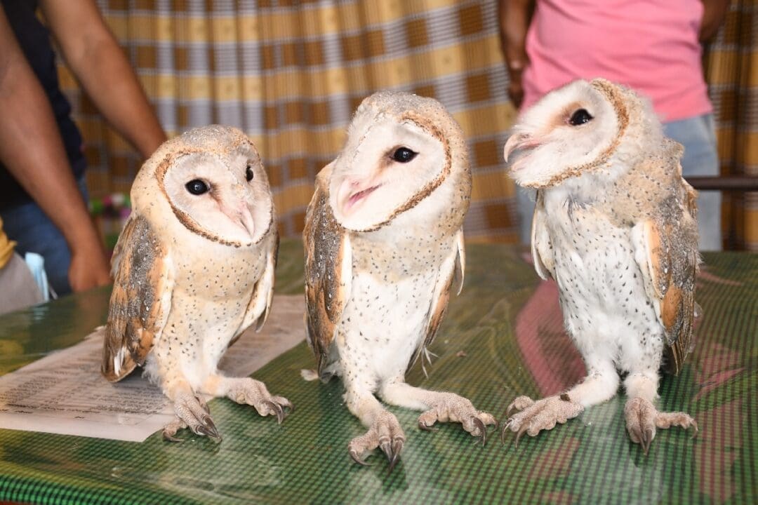 owl