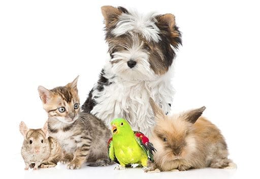 pets