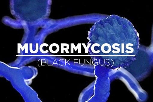 Black Fungus