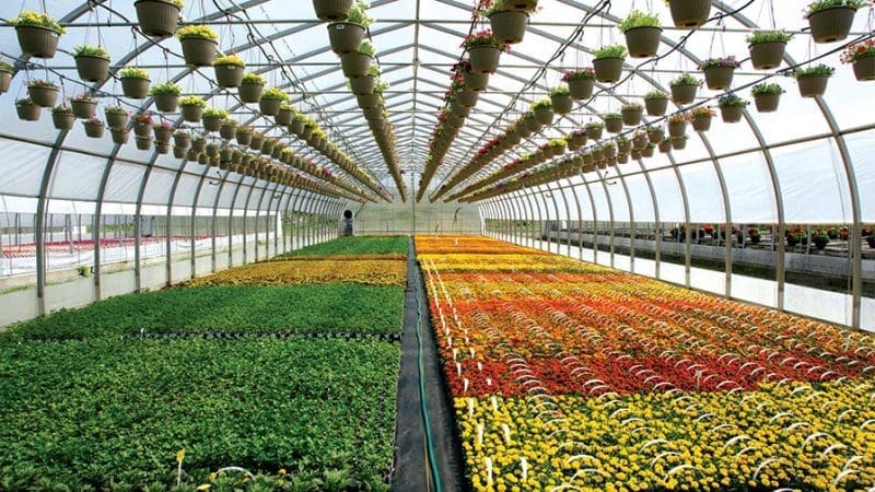 farm