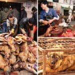 Dog meat