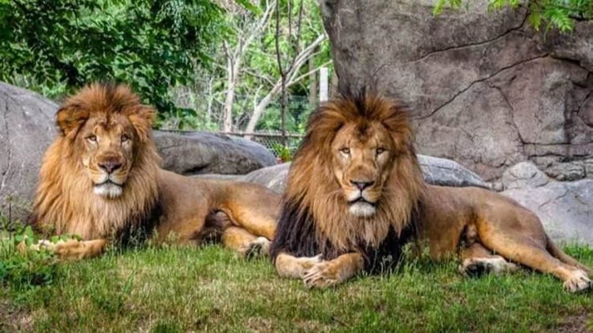 lions covid