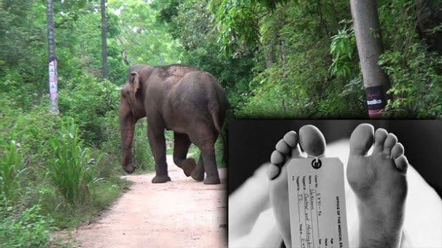 Elephant Attck
