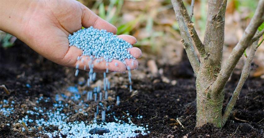 Organic Fertilizer