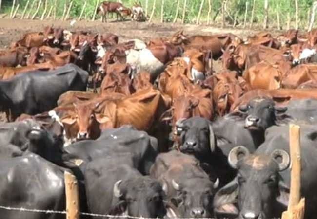 cows