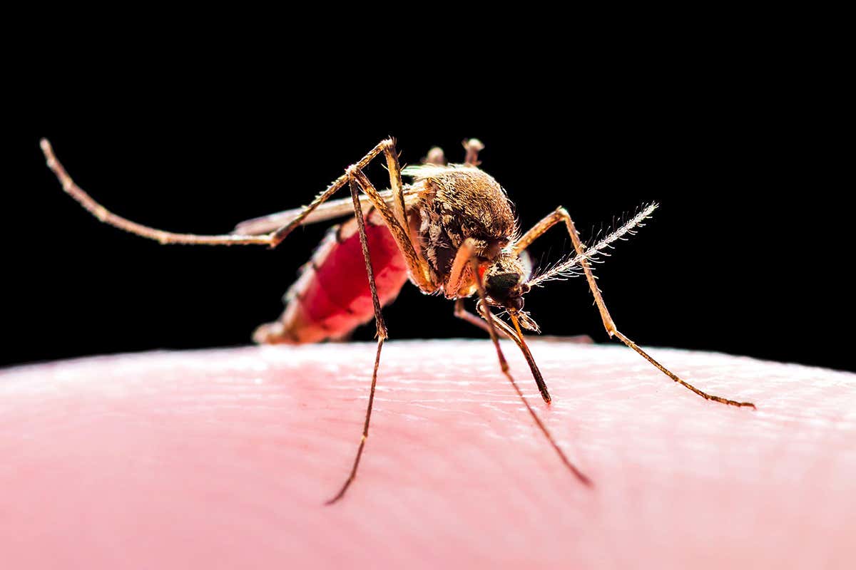 malaria