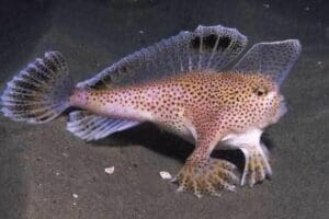 pink hand fish