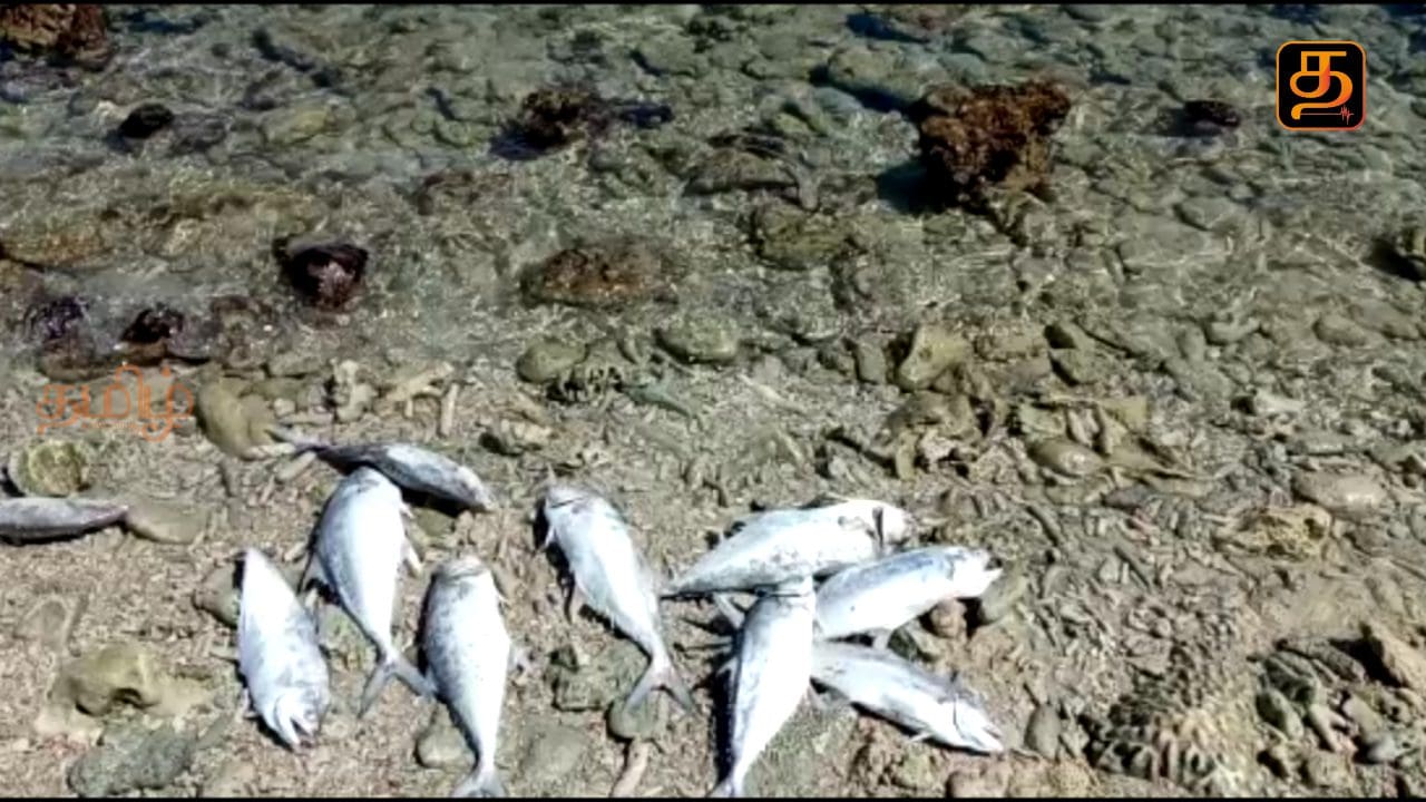 Fish 3