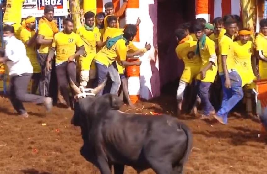 Jallikattu 1