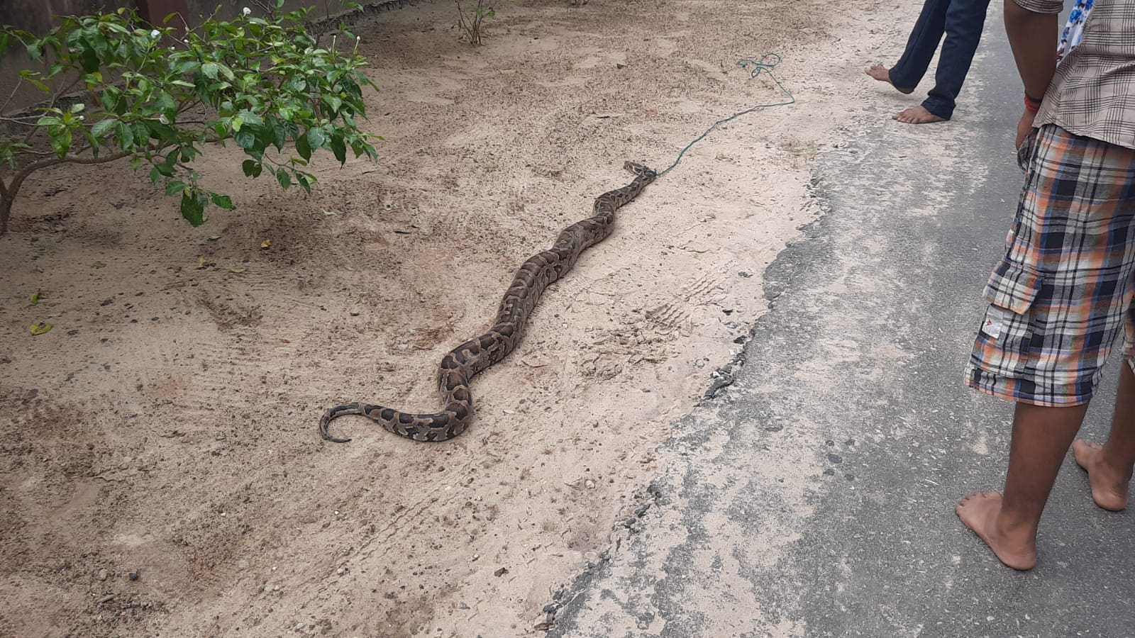 Mountain snake