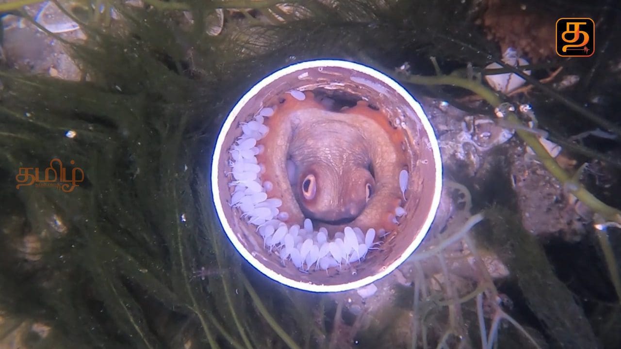 Octoups