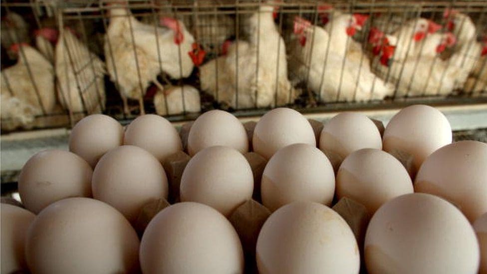 egg