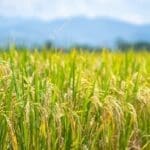 ripe rice paddy field background 127755 665