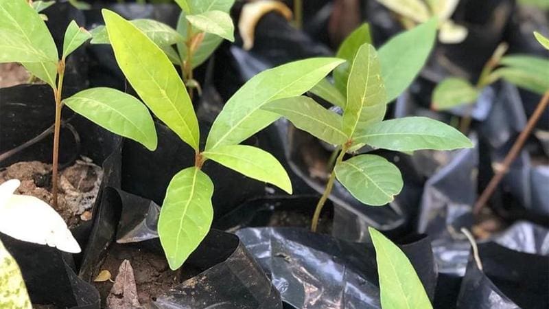 01 A Plant
