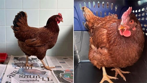 202202041303239435 Tamil News Wandering hen taken into custody at Pentagon security area SECVPF 1