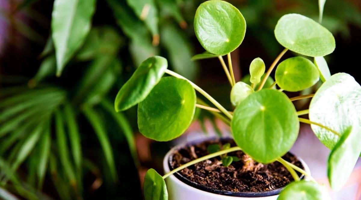 Chinese Money Plant 1200x667 1