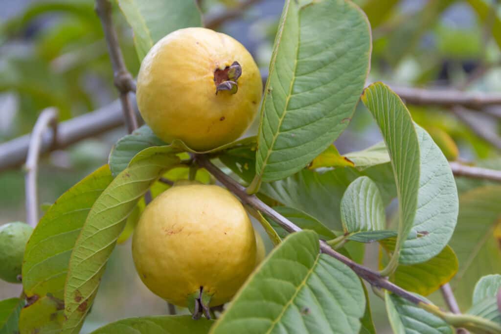 Guva bigstock Fresh Guava In The Organic Gar 234980710 1024x683 1
