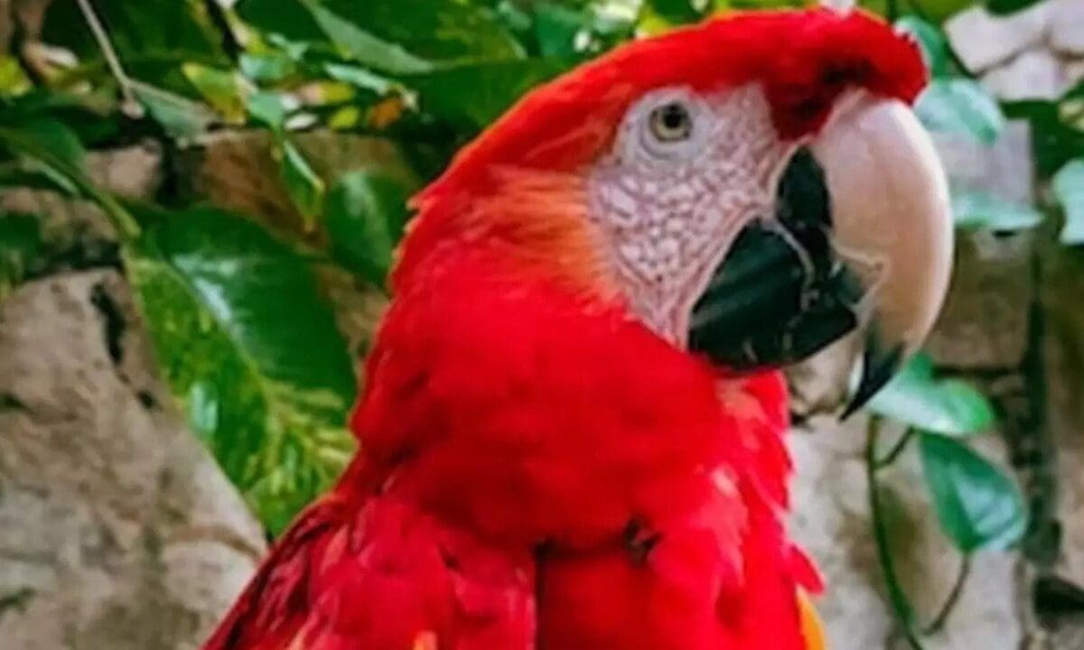 parrot