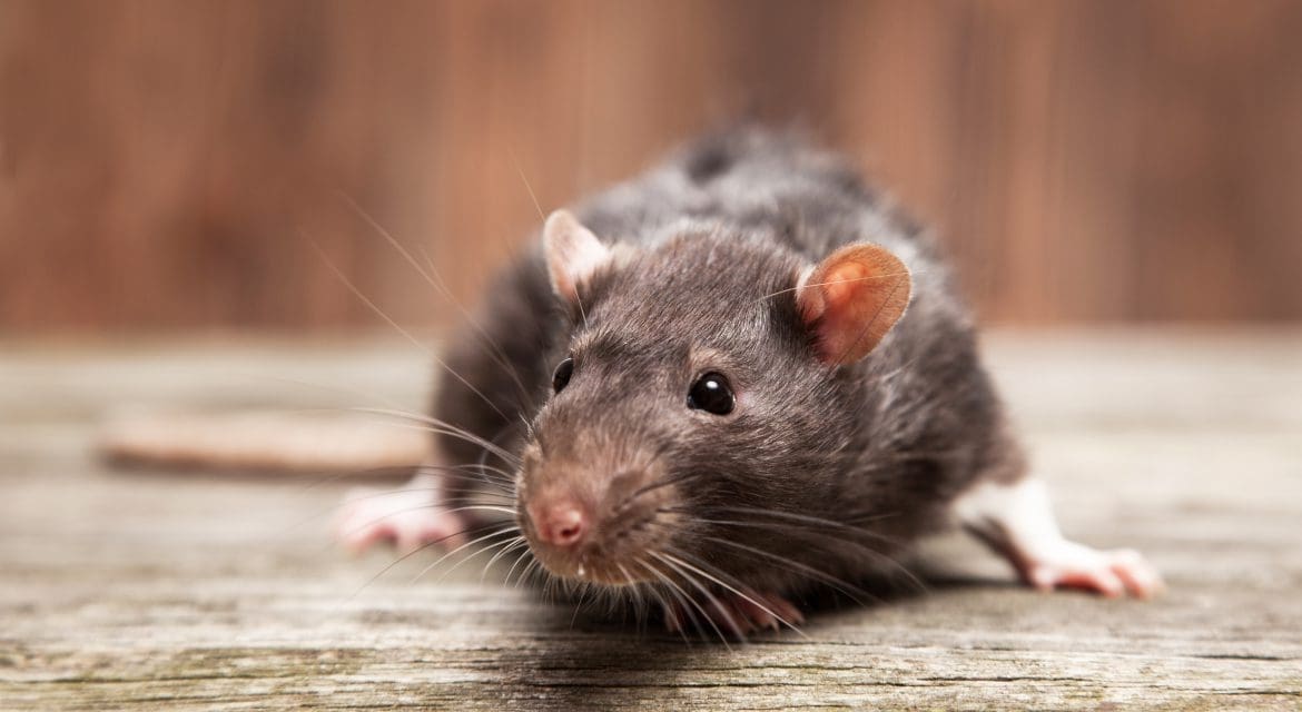 rats