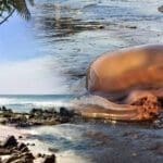 கொழும்பு புறநகர் கடற்கரையில் காத்திருக்கும் ஆபத்து 5 கொழும்பு புறநகர் கடற்கரையில் காத்திருக்கும் ஆபத்து