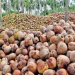 தேங்காய் விலை தொடர்ந்து மூன்றாவது வாரமாகச் சரிவு: இடைத்தரகர்களால் சந்தை விலை உயர்வு என குற்றச்சாட்டு 5 25 6852cf07dcfea