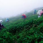 பெருந்தோட்டப் பகுதிகளை காடுகளாக்கி மக்களை வெளியேற்றும் சதி: சந்தேகம் எழுப்பும் யட்டியந்தோட்டை பிரதேச சபை உறுப்பினர் 3 25 68fe267ebcb42