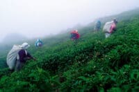 பெருந்தோட்டப் பகுதிகளை காடுகளாக்கி மக்களை வெளியேற்றும் சதி: சந்தேகம் எழுப்பும் யட்டியந்தோட்டை பிரதேச சபை உறுப்பினர் 6 25 68fe267ebcb42