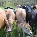 1732595417 1732590901