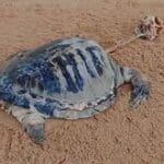 603890102 1355544646614961 2421916803890790440 n