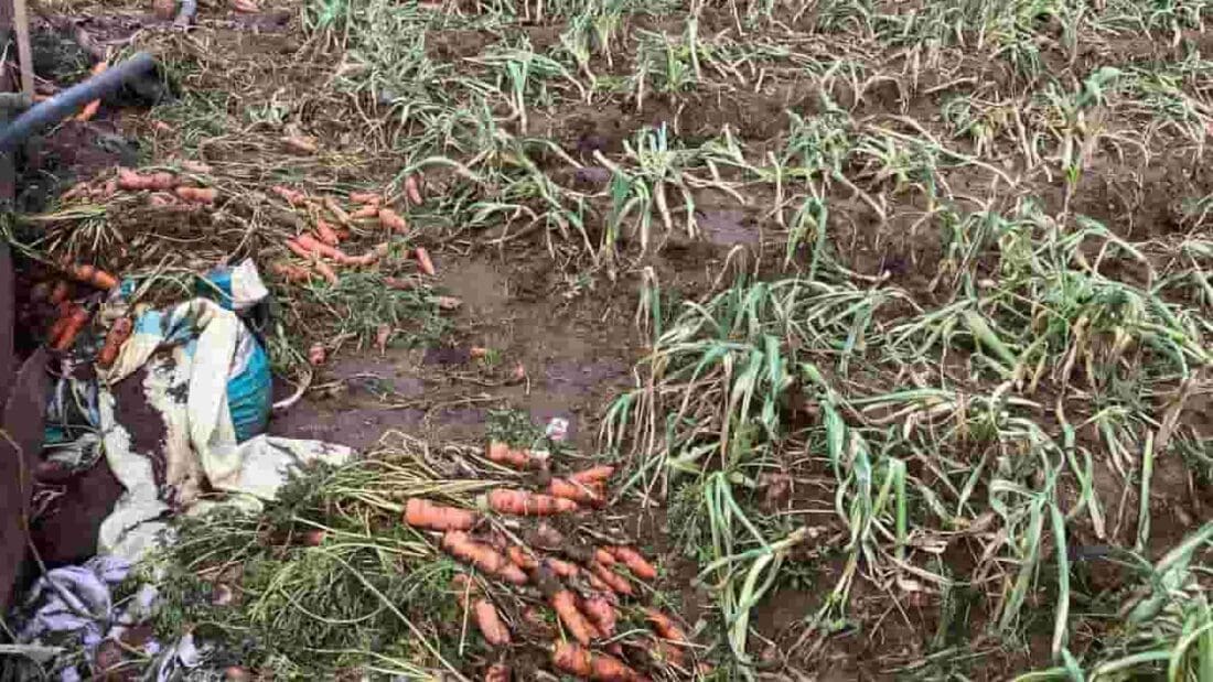 கந்தப்பளை விவசாயப் பேரழிவு: வெள்ளத்தால் 100% பயிர்ச்சேதம் - உடனடி நஷ்டஈடு வழங்க விவசாயிகள் கோரிக்கை! 1 MediaFile 1 1