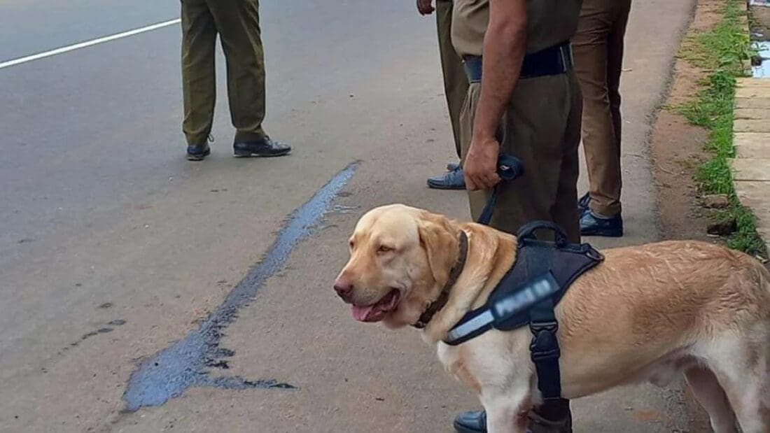 articles fceNd2CF2QyRO3rPtQeL