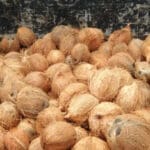 Coconut Daily Ceylon