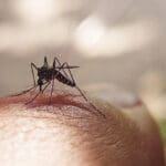 asian tiger mosquito