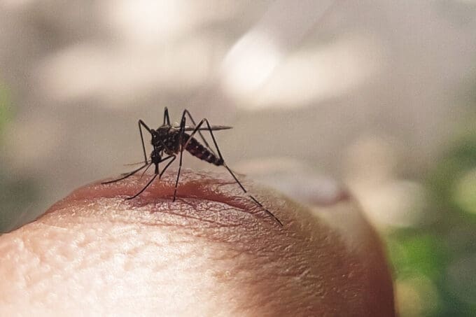 asian tiger mosquito