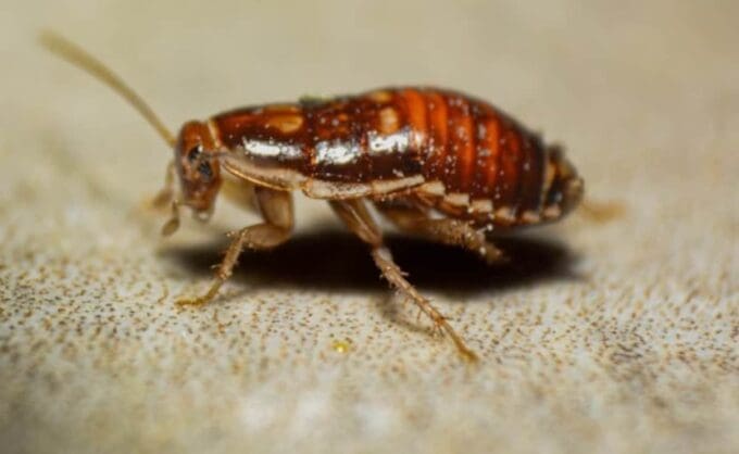 7l7ab4lg cockroach 625x300 21 October 25