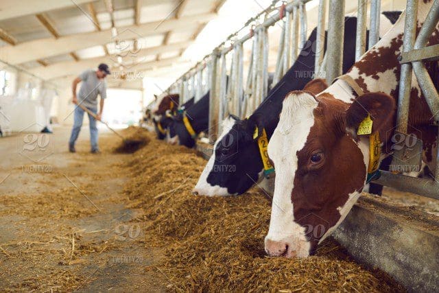 stock photo animal farm