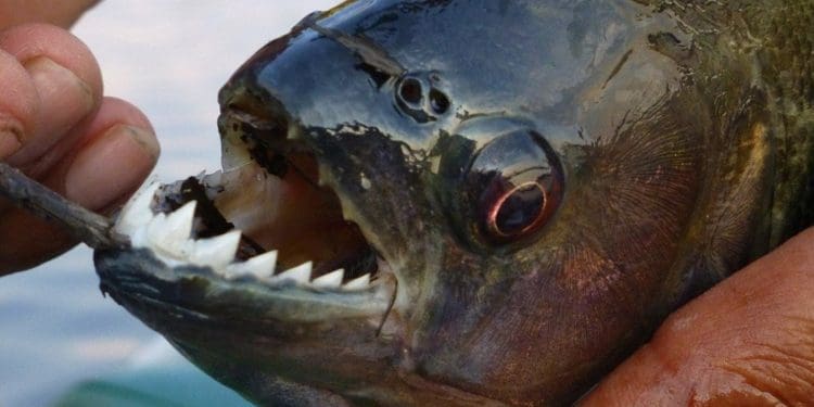 fish 2