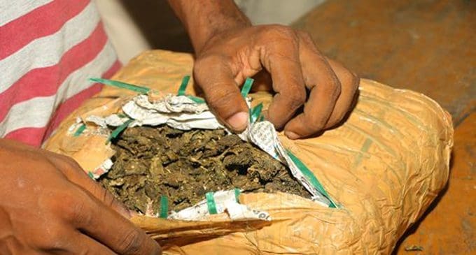 Cannabis