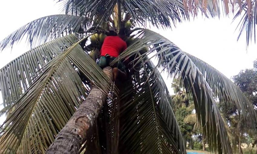 Coconut Robbery