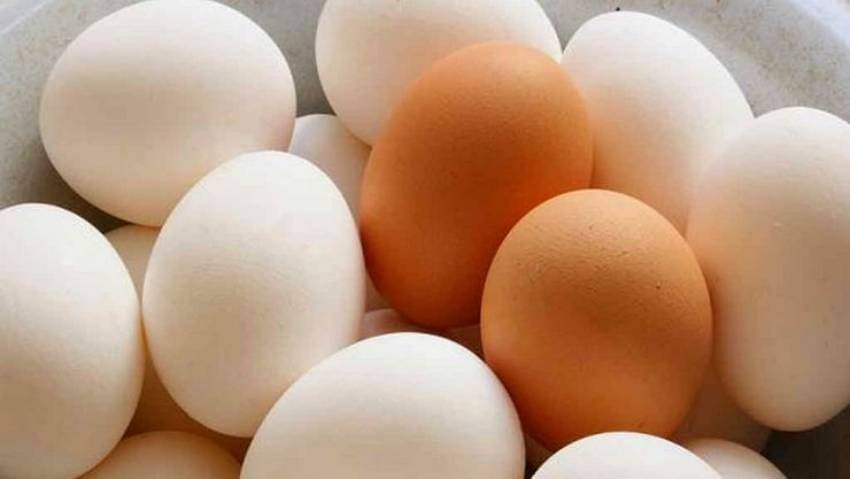 EGG 1