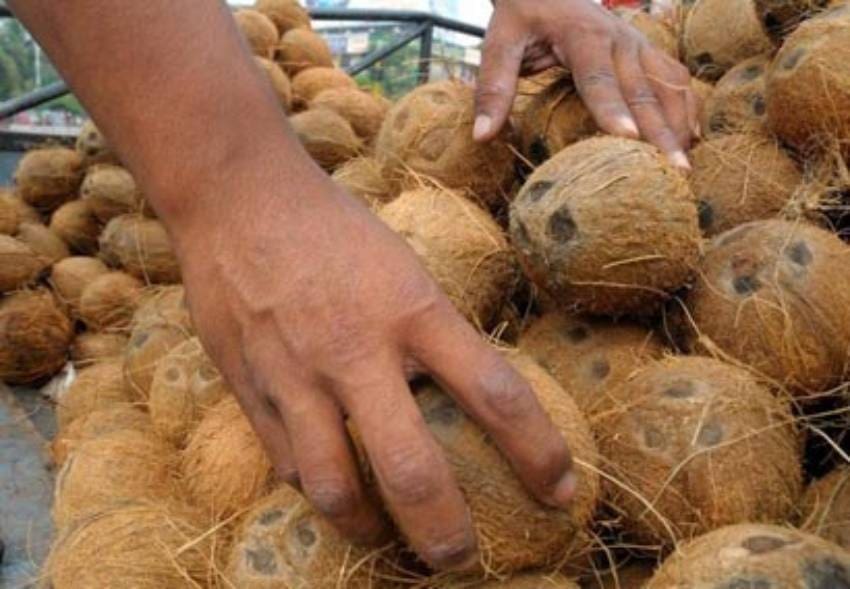 coconut 2