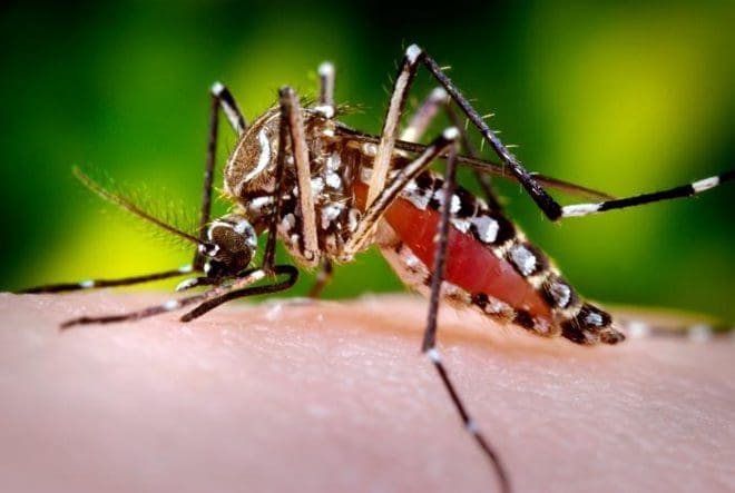 20090427 dengue