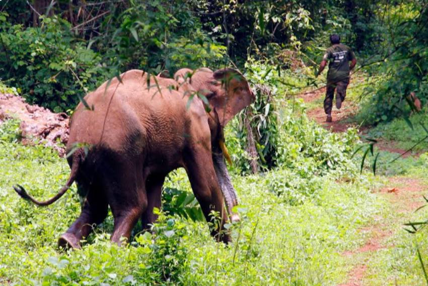 Elephant Attack