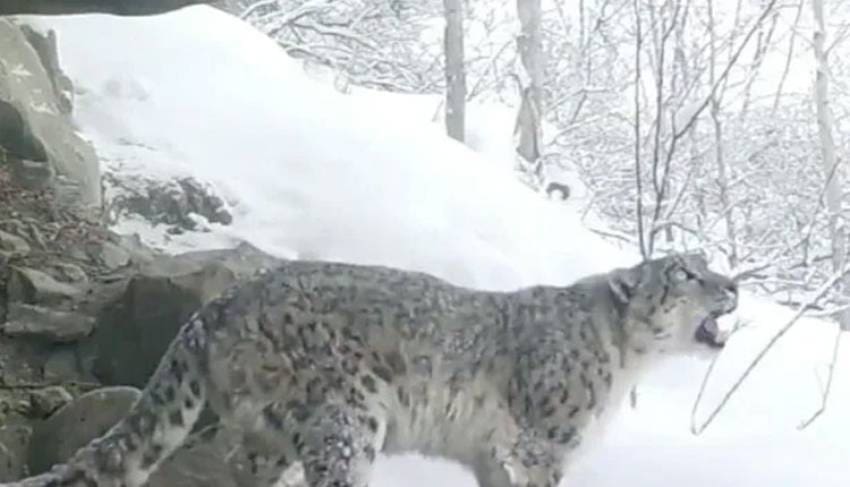 Leopard
