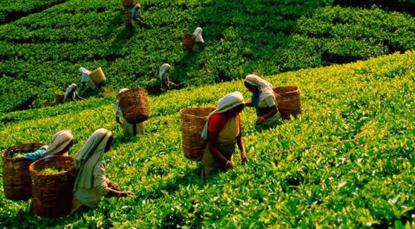 Tea