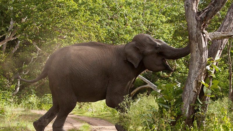 elephant attack 1