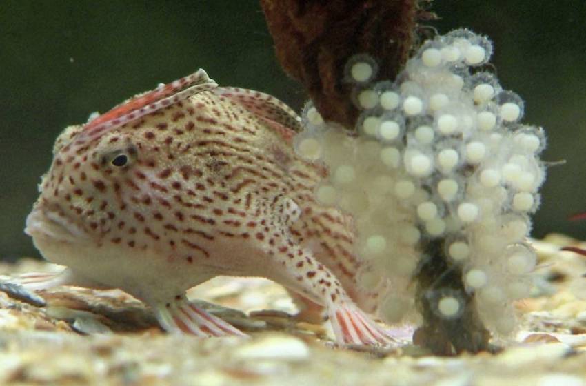 pink hand fish 1