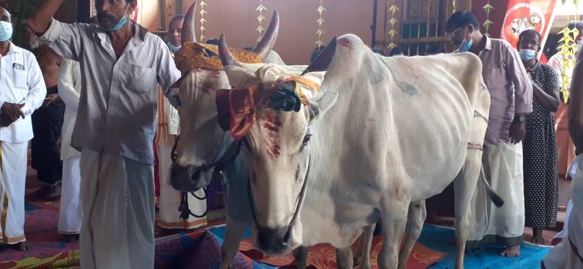 Cow pongal 1