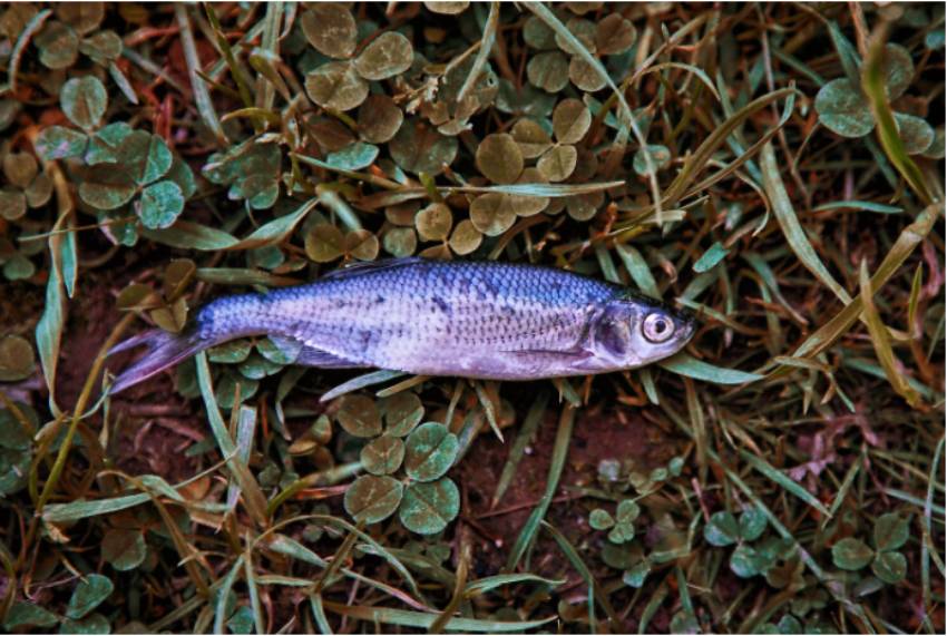 Fish 1